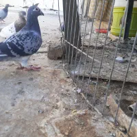 کبوتر‌ مفت|پرنده|تهران, امیر بهادر|دیوار