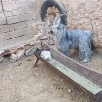 پازن ۲ساله خوشگل و خوش ذات|حیوانات مزرعه|ابرکوه, |دیوار