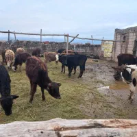 گوساله ماده|حیوانات مزرعه|ماکو, |دیوار