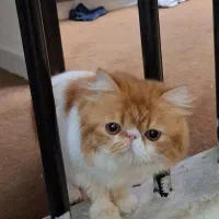 گربه پرشین اگزاتیک لانگ هیر
