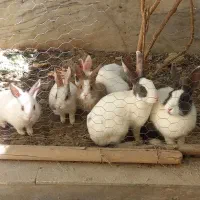 ۶عدد بچه خرگوش