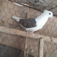 کبوتر گرفتنی