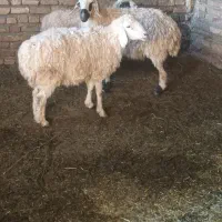 میش اوست بره بز|حیوانات مزرعه|تربتحیدریه, کوی شهید احمدزاده ملکی|دیوار