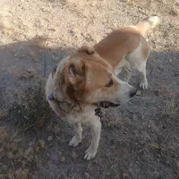 مشهد|سگ|رضویه, |دیوار