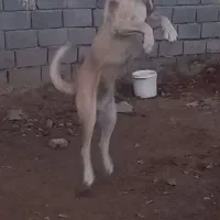 سگ عراقی.۲ ساله|سگ|رزن, |دیوار