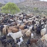 بز به همراه بزغاله