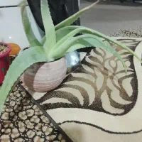 کل گیاه حراچ