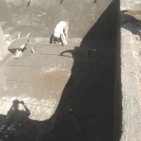 پیمانکاری باغ وویلا کاهو|مشارکت در ساخت املاک|گلمکان, |دیوار