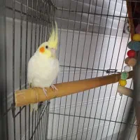 پرنده عروس هلندی رام و دستی سخنگو|پرنده|آمل, |دیوار