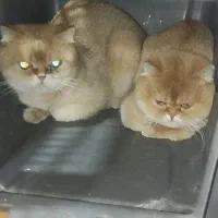 دوعدد گربه مولد بیریتیش گلد نر و ماده ny12