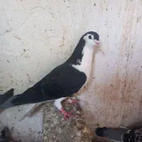 کبوتر دورگ|پرنده|سرخنکلاته, |دیوار