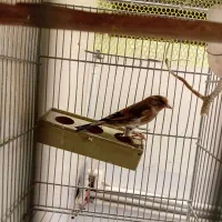 سهره قناری ماده