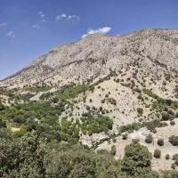 پوست گردو