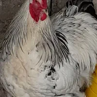 جوجه برهما لایت سالم سلامت سه ماهه