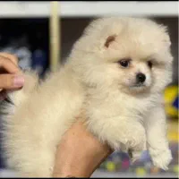 سگ پامرانین