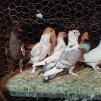 بلژیکی سفید موشی فر