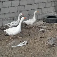 غازنر