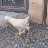 فروش مرغ|حیوانات مزرعه|دهگلان, |دیوار