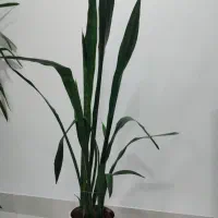 گل طبیعی سانسوریا ،یوگا،دیفن،|گل و گیاه طبیعی|دهلران, |دیوار