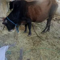 گاوچالوسی6ماه‌شکم