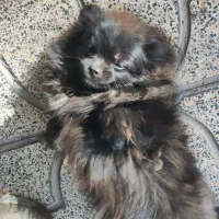 سگ پامرین|سگ|بم, |دیوار