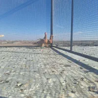 کفتر جوجه زرد کرمانی درجه یک|پرنده|تربت‌حیدریه, مسجد جامع|دیوار