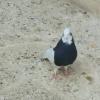 فروش کبوتر|پرنده|اسدآباد, |دیوار