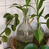 اجاره طبقه بالا