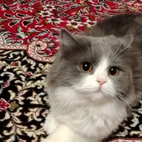 اسکاتیش آن فولد