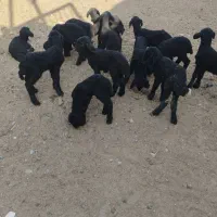 13رسبرهشیریموجوداست|حیوانات مزرعه|جوادآباد, |دیوار