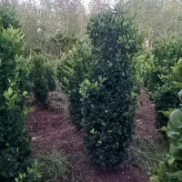 یاس هلندی و شمشاد گل ختمی درختی سفید|گل و گیاه طبیعی|رشت, استقامت ۲|دیوار