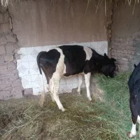 گاو... گستر و جلب