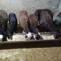 8عددمیش وشیشک افشار جنس