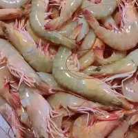 ارسال انواع ماهی و میگو هرمزگان|خوردنی و آشامیدنی|تهران, حر|دیوار