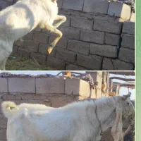 معاوضه با موتور