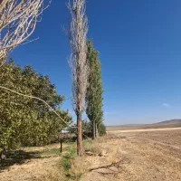 خریده چوبه قلمستان و همه جور چوبی|خدمات باغبانی و درختکاری|فرمهین, |دیوار