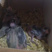 جوجه عروس سرلاکی