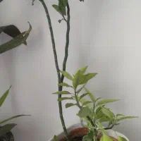 گل های طبیعی|گل و گیاه طبیعی|الشتر, |دیوار