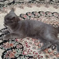 گربه بریتیش