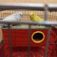 مرغ عشق دوعدد