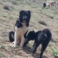 طوله ماده قدرجونی|سگ|بم, |دیوار