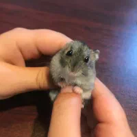 بچه همستر زرنگ