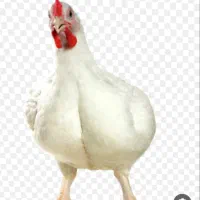 مرغ زنده گوشتی