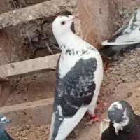 کفتر