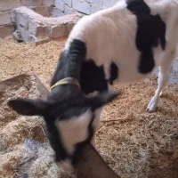 گوسالهنر|حیوانات مزرعه|زهک, |دیوار