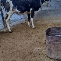 سلام یک عدد گاو جوان و خوش خوراک