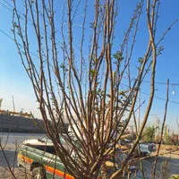 اقاقیا نهال و درخت|خدمات باغبانی و درختکاری|فلاورجان, |دیوار