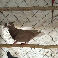 کفتر|پرنده|فردوسیه, |دیوار