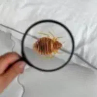 خدمات سمپاشی|خدمات نظافت|پردیس, فاز ۲|دیوار