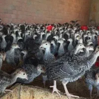 دو عدد بوقلمون  ۴۵روزه